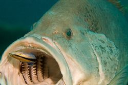 Large cod patiently getting some dental work done. Canon ... by Kristin Anderson 